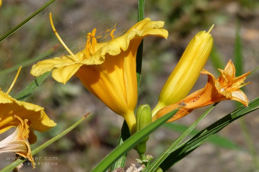 風途科技：種植黃花菜需要什么氣候條件？